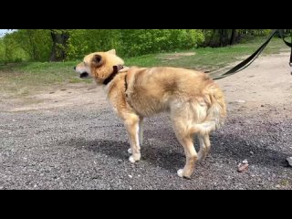 Фокс 🥰

 Слишком милый, слишком хорошенький🤗Сложно представить, но Фоксик попал в приют ещё крохой🥲

  Прожив долгие годы в зато