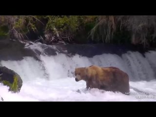 Brown Bear Cams Alaska Salmon start com