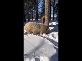 Меховые свиньи породы Мангалица