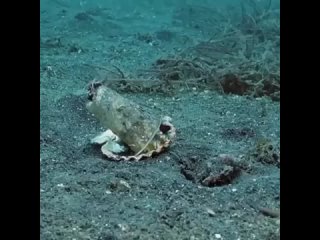 Сделка с осьминогом