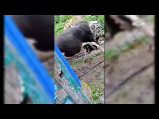В соцсетях появилось видео быка, забодавшего женщину в Курской области