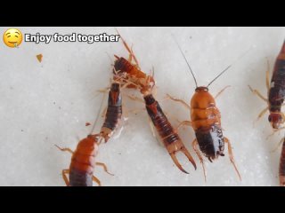 Уховертка сражается против таракана