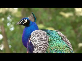 12K HDR 120fps Dolby Vision with Calming Music (Colorfully Animals)