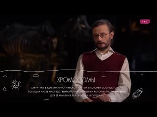 [RTVI Развлечения] Был ли у человечества один общий предок? // Дробышевский. Человек разумный