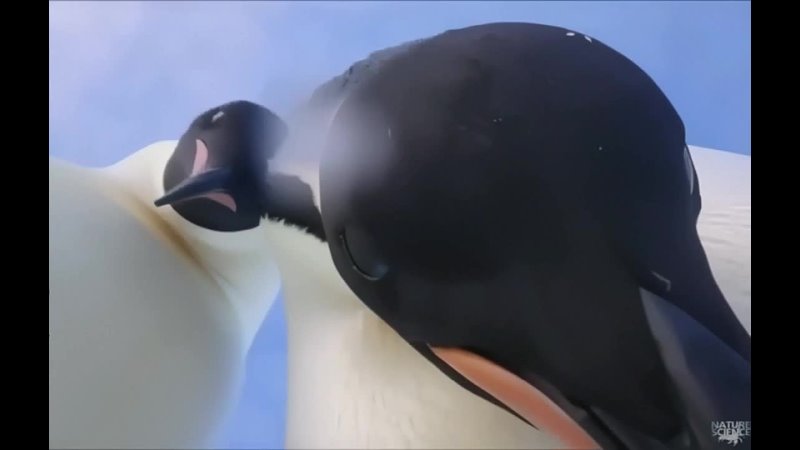 Пингвины и скрытая камера
