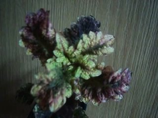 Колеус Florida Sun Rose Колеус Флорида Сан Роуз (Coleus Florida Sun Rose)