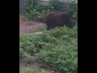 На Сахалине медведь забрался к дачникам на клубнику