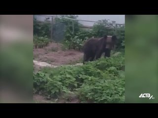 Косолапый любитель клубники на Сахалине