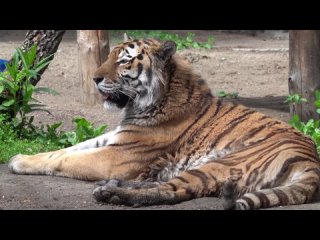 Краснокнижные животные Новосибирского зоопарка. Амурский тигр