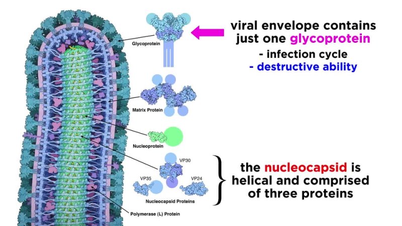 Ebola Virus (EVD)