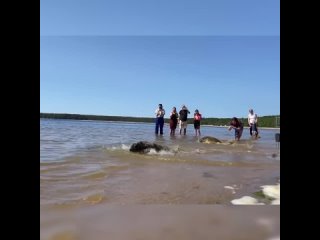 В Финский залив выпустили тюленей | ВидеоПитер