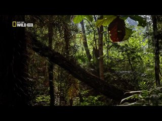 Дикая Шри Ланка (3 серии из 3) / Wild Sri Lanka / 2015 / 3. Облачный лес / Forest of Clouds