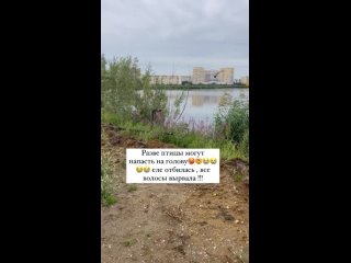 На жительницу Якутска напали птицы на озере в районе ЯГСХА. Девушка шла с распущенными волосами и птица буквально села на голову