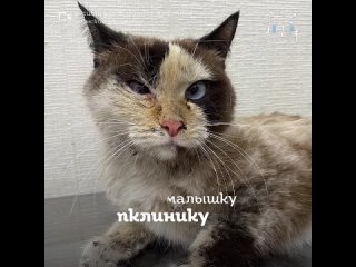Кошка Кэнди с жутким переломом мучилась от боли (720p).mp4