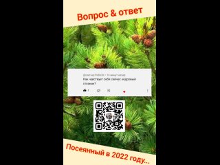 Вопрос  ответ... ⏩Как там Стланик🌲⏪