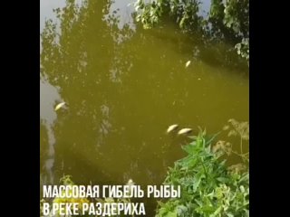 Вчера жители Луговой ранним утром обнаружили массовую гибель рыбы в реке Раздерихе и почувствовали зловонный запах, исходящий от
