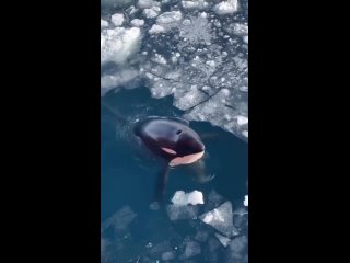 🐋Знаете ли вы, что косатки являются наиболее распространенными из всех китов и дельфинов?