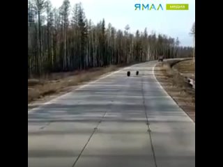Медвежий патруль выпросил у водителя печенье
