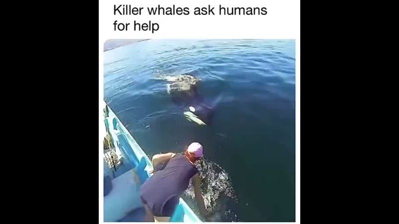 Killer whales ask humans for