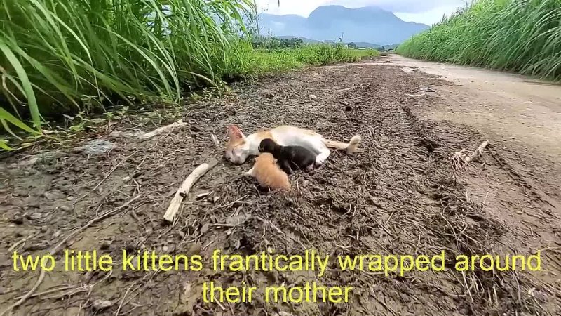 The mother cat has an accident on the road and the cries of the kittens for help.