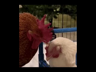 Петух Креветка влюбился в одноногую курицу