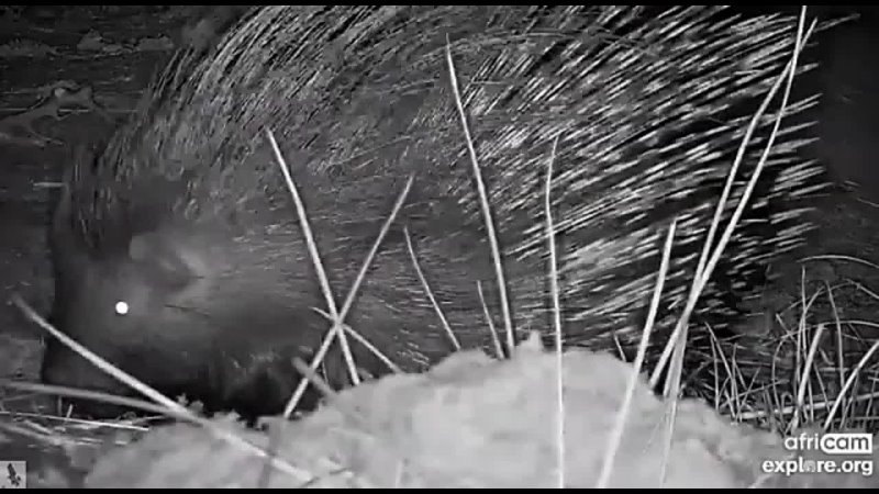 Naledi Cat Eye Cam The African Porcupine 17 июл