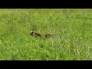 The Serengeti 4K - Scenic Wildlife Film With African Music