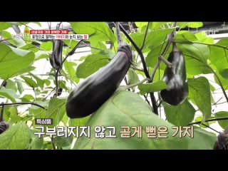 MBC 생방송 오늘 저녁 (월) 2023-07-24 저녁6시5분