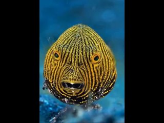 Звездчатый аротрон (лат. Arothron stellatus) - вид тропических лучепёрых рыб из семейства иглобрюхих.
