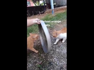 the smartest orange cats