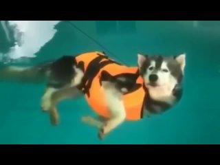 Собакена привели учиться плавать в бассейн, но он очень быстро