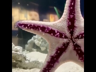 Морская звезда идёт по стеклу аквариума