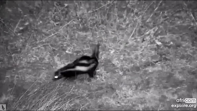 Tembe Elephant Park Cam A Striped African Polecat July 21,