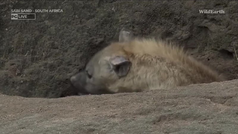 James Hendry spotted hyena gang, hyena twin siblicide video link, RETRO Wild EARTH, Jul 19