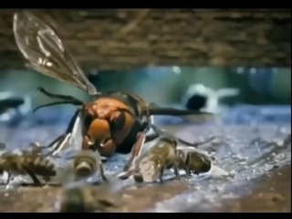 Японские дикие пчёлы умеют эффективно противостоять атаке крупных хищных шершней.