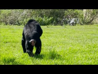 Шимпанзе Ванилла, спасенная из лаборатории экспериментальной медицины