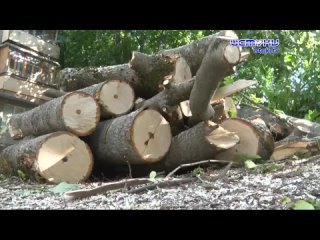 Бич этого года - повальный спил деревьев в Орле. Причём во многих местах он вызывает негатив у жителей.
