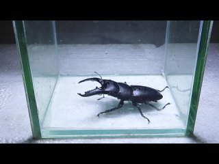 Лягушка-бык ест черного жука-титана
