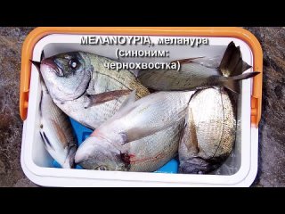 Пифагор о Рыбе:
А был ли ифагор вегетарианцем? Пифагорейская диета - это основа лечебно-профилактическое