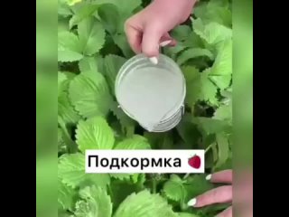 Подкopмкa для клyбники