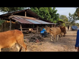 Jason Rupp - 💈THE ULTIMATE BARBER SHAVE VIDEO (w⧸ Chickens, Cows, Cats  Dogs) by Thai Rice Farmer Mr. Wang 🇹🇭