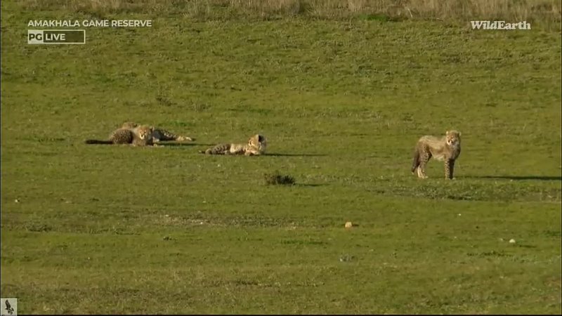 Wild Earth ~ Mom Cheetah with 4 Cubs! July 23, 2023