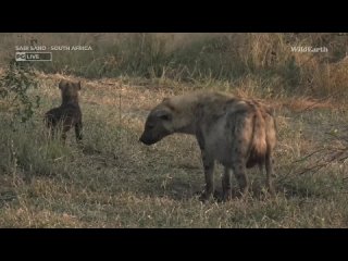 bully hyena cub survivor, birds, WildEARTH, AM Jul 24 2023