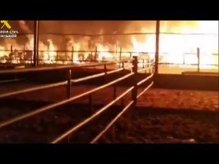 Более 100 коров и телят едва не сгорели заживо в испанском городе Уэска из-за пожара на ферме, сообщили в местной полиции. Ферме