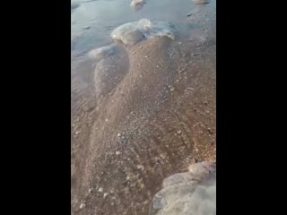 Волны выбросили на побережье Темрюкского района множество огромных медуз.