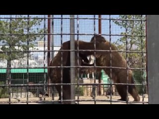 Нежно и трогательно! Танцы больших мишек! Любовь в семье косолапых. Тайган.