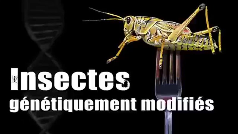 KLA TV : Insectes génétiquement modifiés : les risques sont ils
