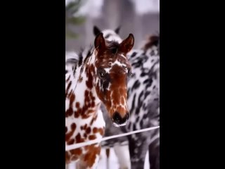 Кнабструппер - датская порода лошадей с необычной окраской шерсти