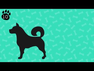 Как научиться Понимать свою Собаку. Объяснения 10 собачьих Привычек