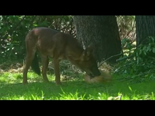 🐺 В Московском зоопарке с новым вольером знакомятся… красные волки.